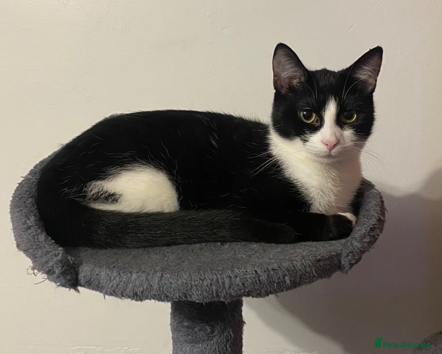 Mixed Breed cats Male kittens for sale - Advert 3