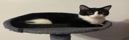 Mixed Breed cats for sale: Male kittens for sale - Advert 1