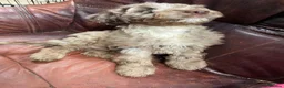Sproodle dogs for sale: Sproodle  - Advert 7