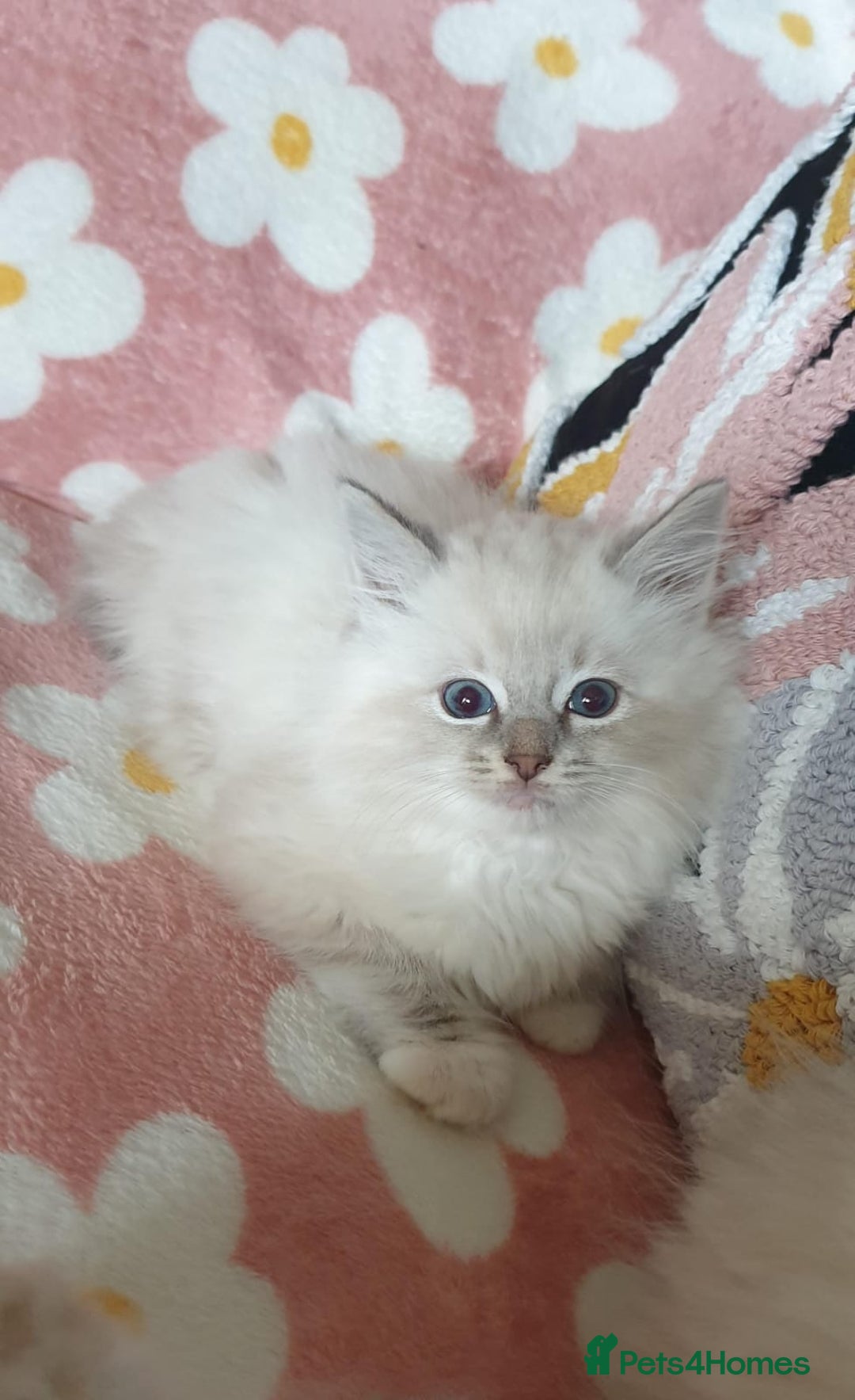 Ragdoll cats for sale: Absolutely Stunning GCCF Registered Kittens. - Advert 19