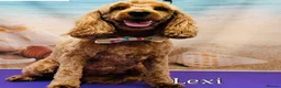 Cockapoo dogs for sale: 💕 Beautiful Cockapoo Girl 💕 - Advert 1