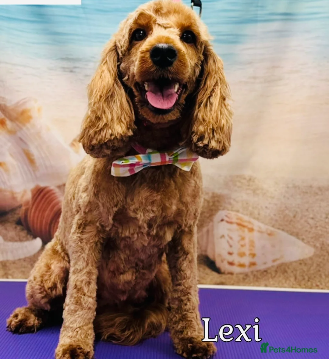 Cockapoo dogs for sale: 💕 Beautiful Cockapoo Girl 💕 - Advert 1