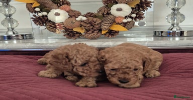 Cavapoo dogs - Advert 14