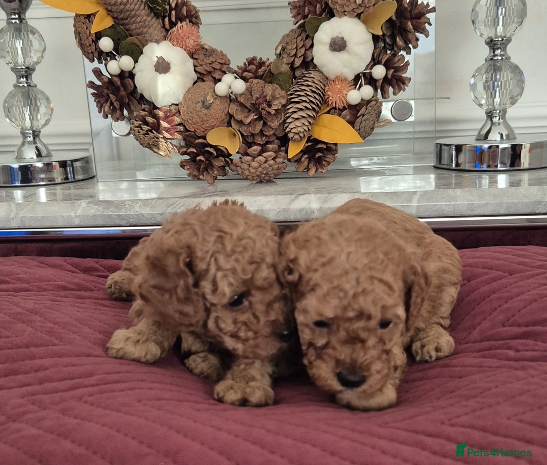 Cavapoo dogs for sale: HEALTH TESTED F1B CAVERPOO PUPPIES  - Image 3