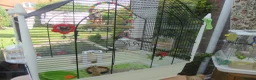 Budgerigars birds for sale: BEAUTIFUL EXHIBITION BUDGIE WITH CAGE - Advert 6