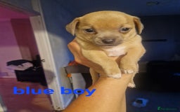 Mixed Breed dogs for sale: Chihuahua x jack russell pups - Image 7