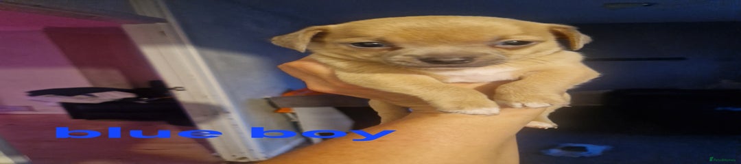 Blue boy 
