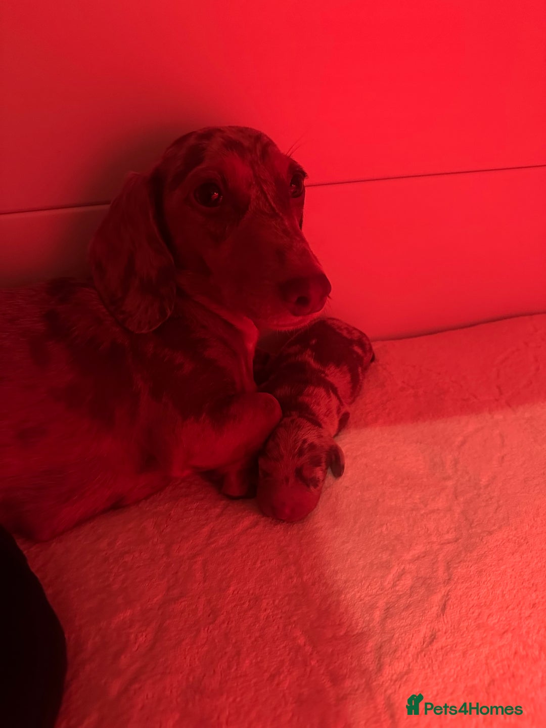 Miniature Dachshund dogs for sale: Miniature daschunds   - Image 17