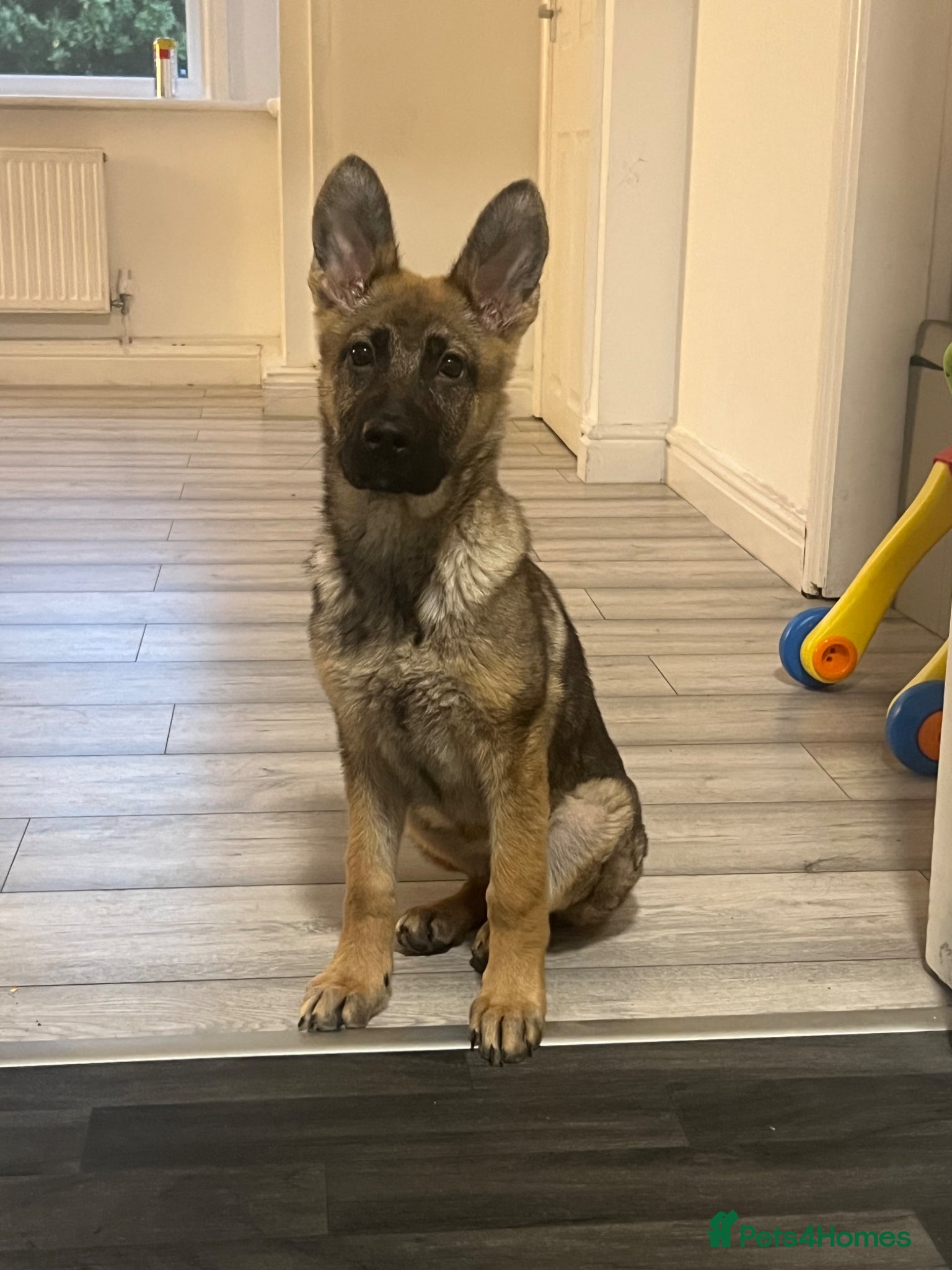 German Shepherd dogs czech Shepherd  - Advert 5