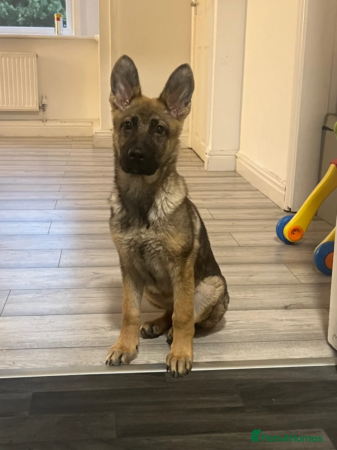 German Shepherd dogs for sale: czech Shepherd  - Advert 1