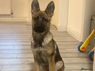 German Shepherd dogs czech Shepherd - Advert 2