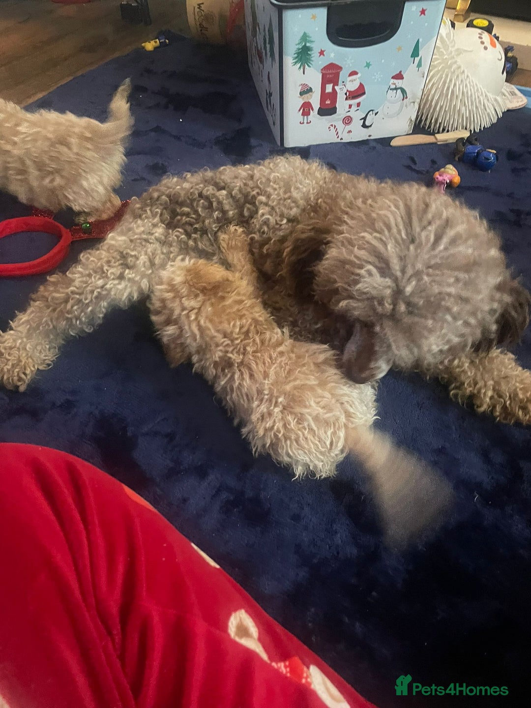 Miniature Poodle dogs for sale: Miniature Poodle Puppies  - Advert 2