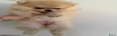 Pomeranian 1