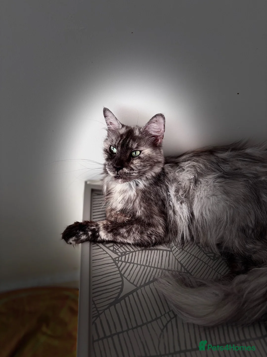 Maine Coon cats for sale: Adult Maine Coon Female – 4 years old  - Advert 5
