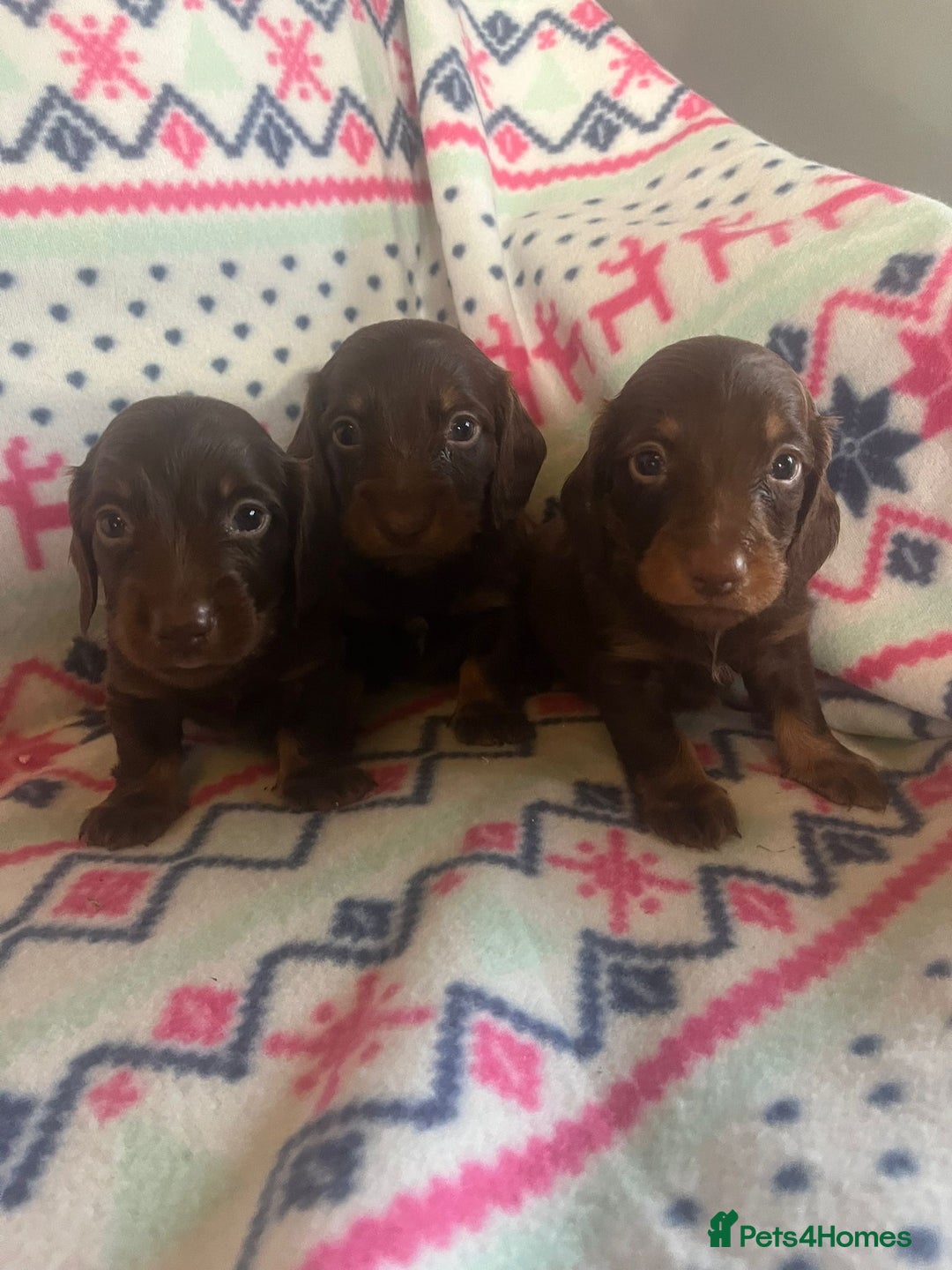 Miniature Dachshund dogs for sale: Miniature dachshund puppies  - Advert 2