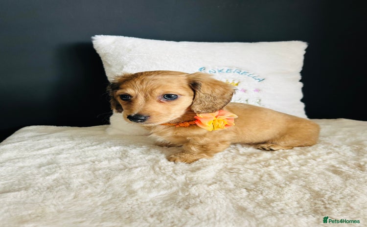 Miniature Dachshund dogs - Advert 15