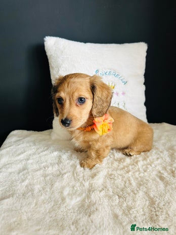 Miniature Dachshund dogs - Advert 14