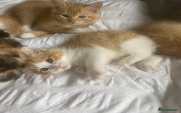 Ragdoll cats for sale: Beautiful Ragdoll cross kittens  in Newcastle upon Tyne - Image 16