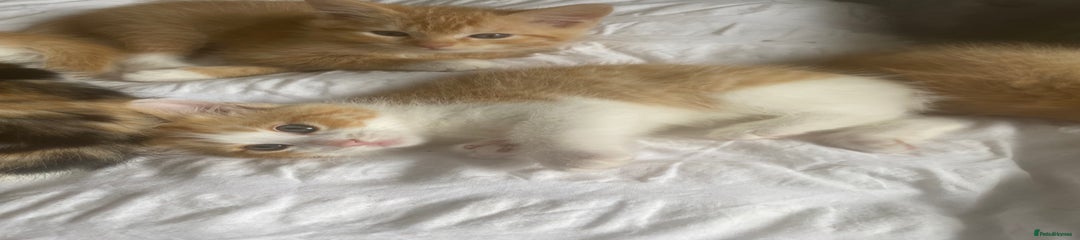 SOLD - Ragdoll Kitten 5