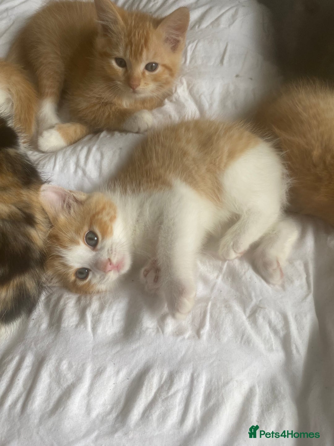 Ragdoll cats for sale: Beautiful Ragdoll cross kittens  in Newcastle upon Tyne - Image 16