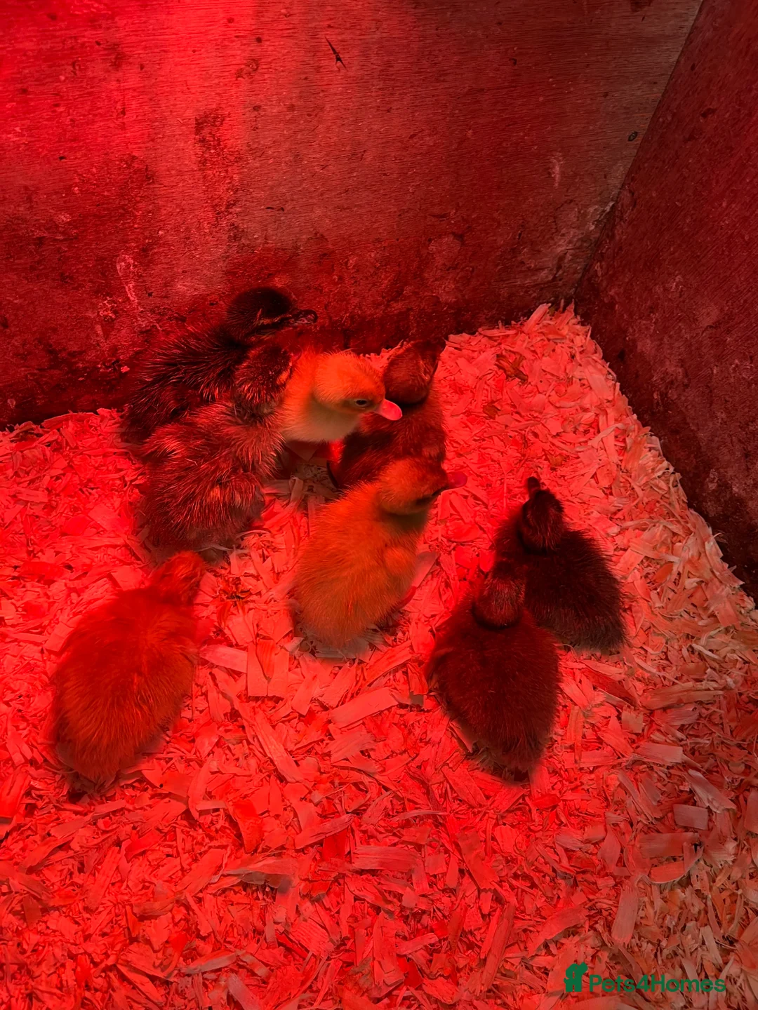 Ducks poultry for sale: Indian runner ducks for sale  - Advert 3