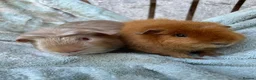 Guinea Pig rodents for sale: Satin guinea pigs - Advert 3