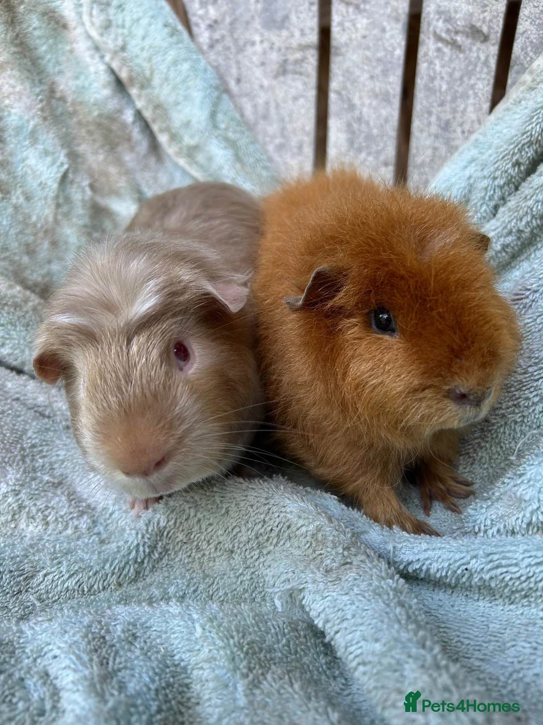 Guinea Pig rodents for sale: Satin guinea pigs - Advert 3