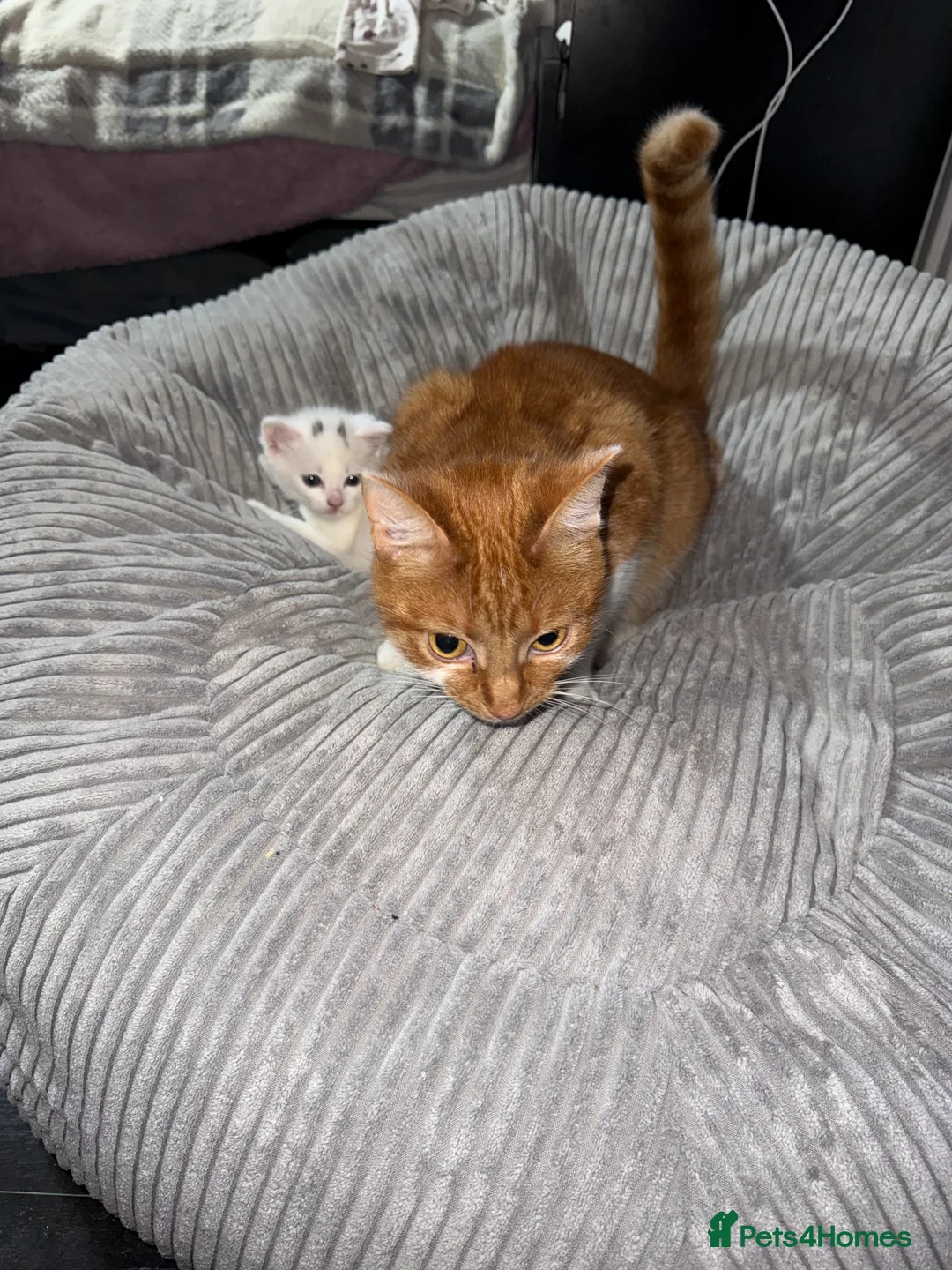 British Shorthair cats for sale: Female kitten  - Advert 2