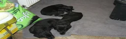 Labrador Retriever dogs for sale: Black Labrador Retriever Puppies 2 Boys & 2 Girls - Advert 3