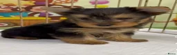 Yorkshire Terrier dogs for sale: Tiny Yorkie Treasures – Little Personalities  - Advert 3