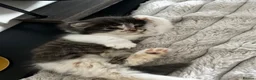 Mixed Breed cats for sale: 2 adorable kittens  - Advert 10