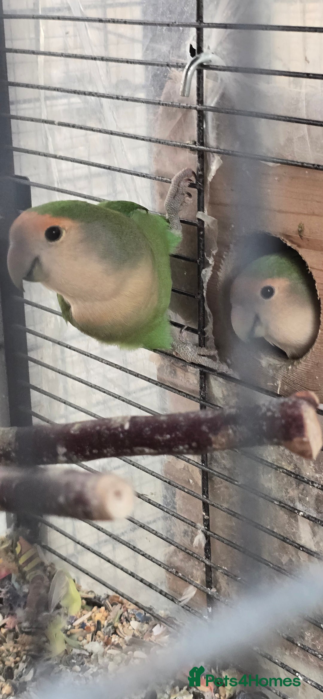 Lovebirds birds for sale: Love bird and breeding pairs of Budgies  - Advert 19