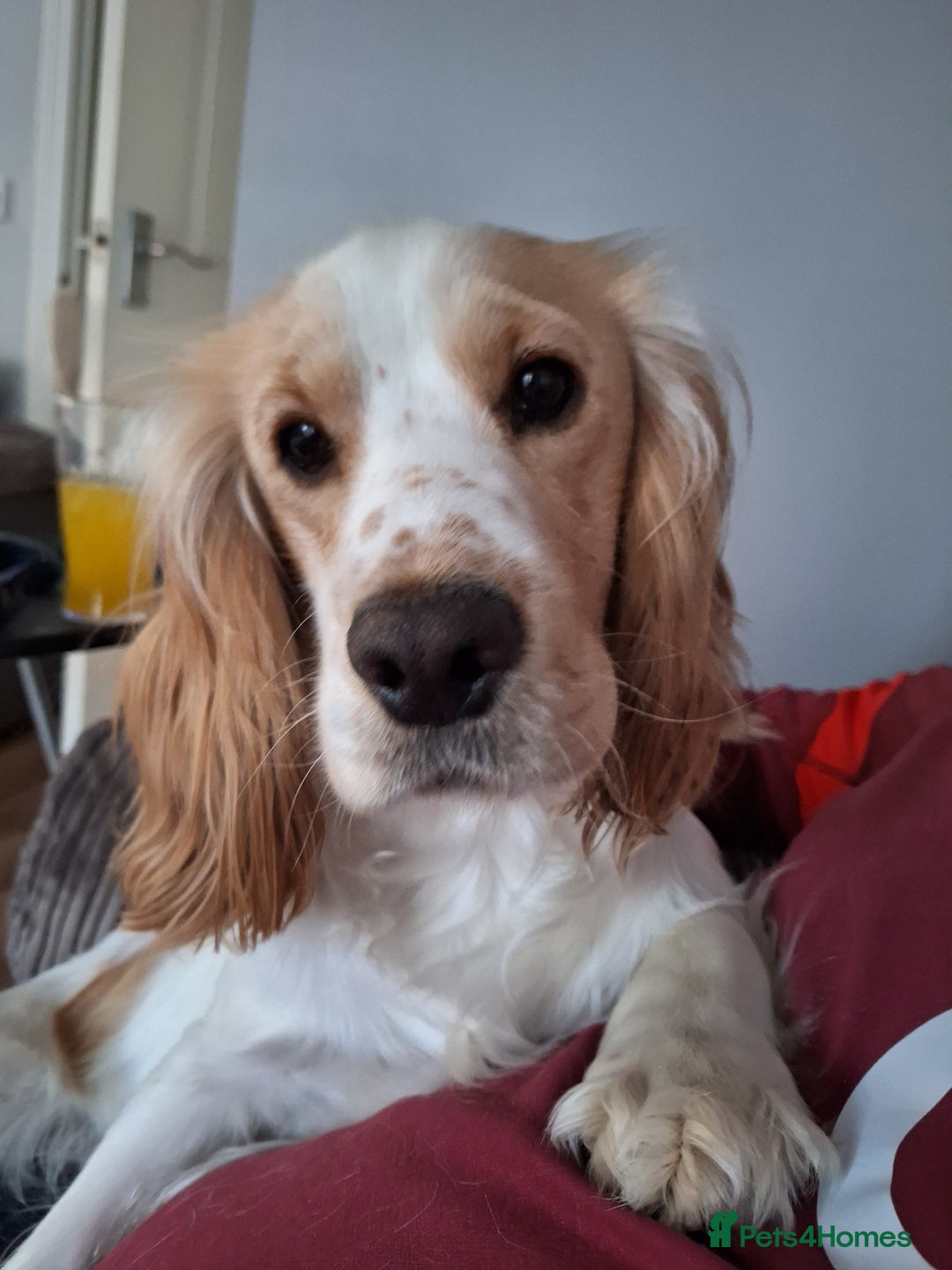 Cocker Spaniel dogs for sale: Male cocker spaniel 2years old  - Advert 6
