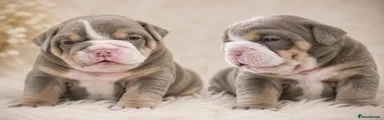 English Bulldog 3