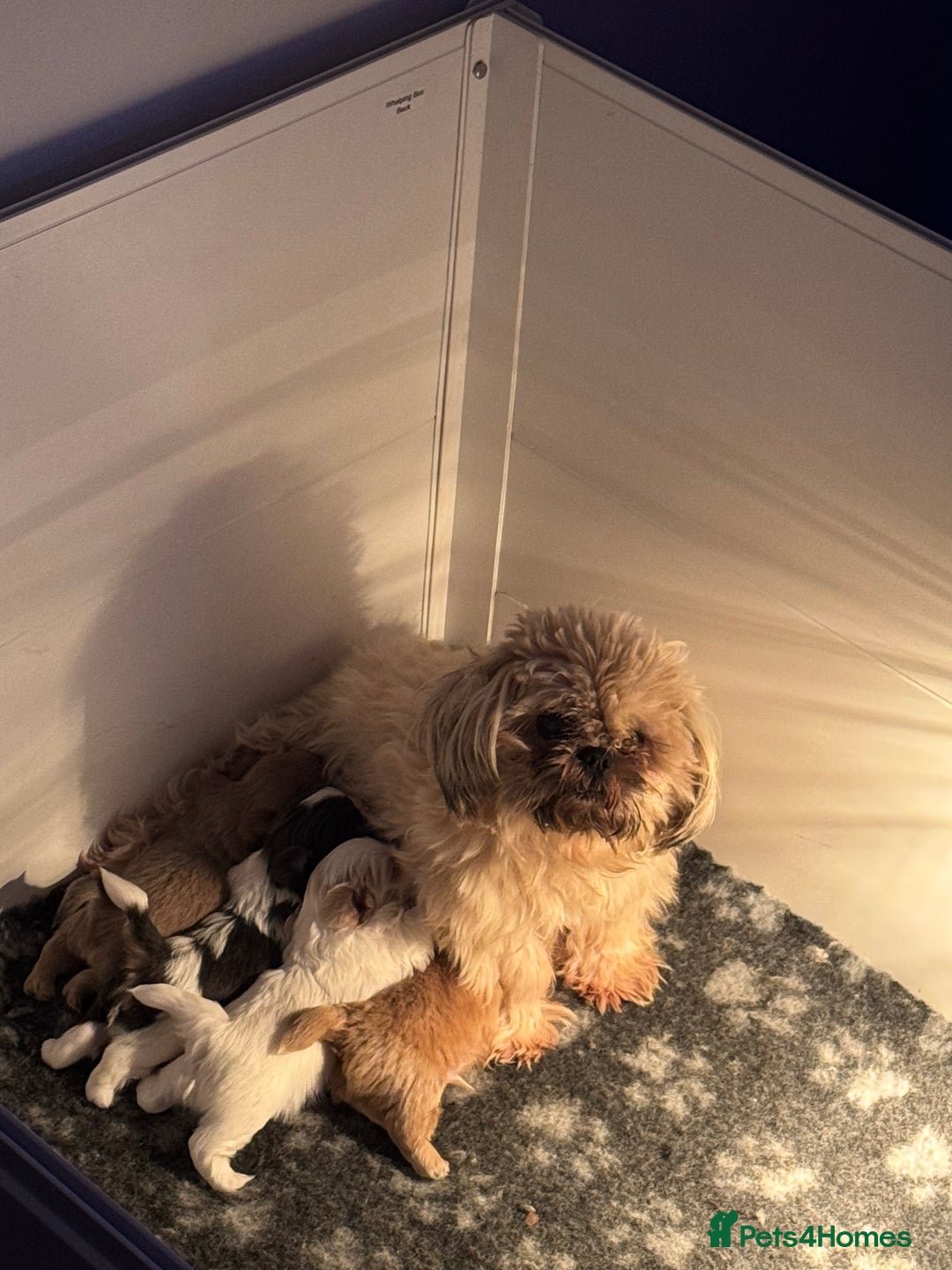 Shih Tzu dogs for sale: Imperial Shih-Tzu Puppies - Advert 3