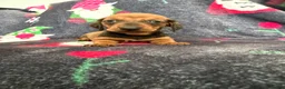 Dachshund dogs for sale: Outstanding champion bred standard smooth pups  - Advert 8