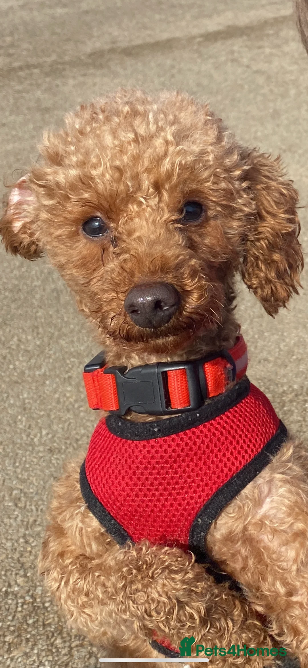 Miniature Poodle dogs for stud: Red Miniature Poodle Stud *Clear of 400 diseases* in Keighley - Advert 4