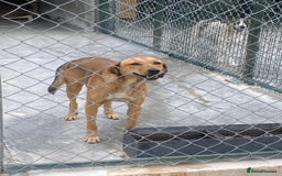 Mixed Breed dogs for adoption: Katie, 1.5 yrs approx. Available for adoption. - Advert 5