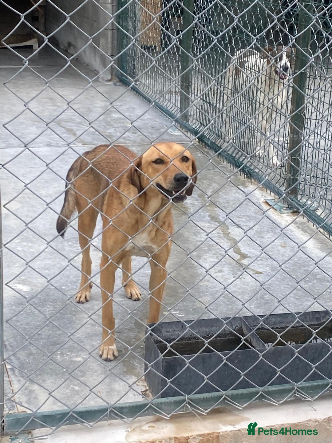 Mixed Breed dogs for adoption: Katie, 1.5 yrs approx. Available for adoption. - Advert 5