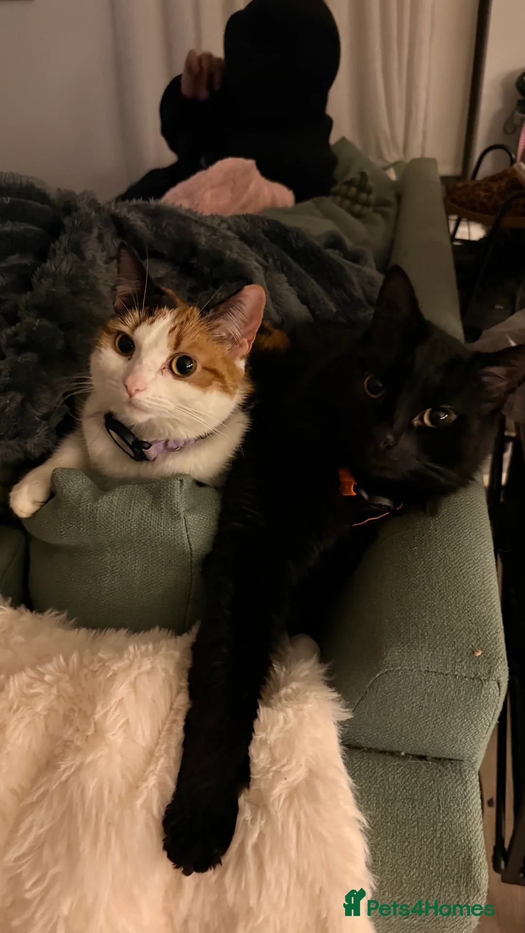 Mixed Breed cats for sale: Mochi Kimchi & Miso - Advert 16