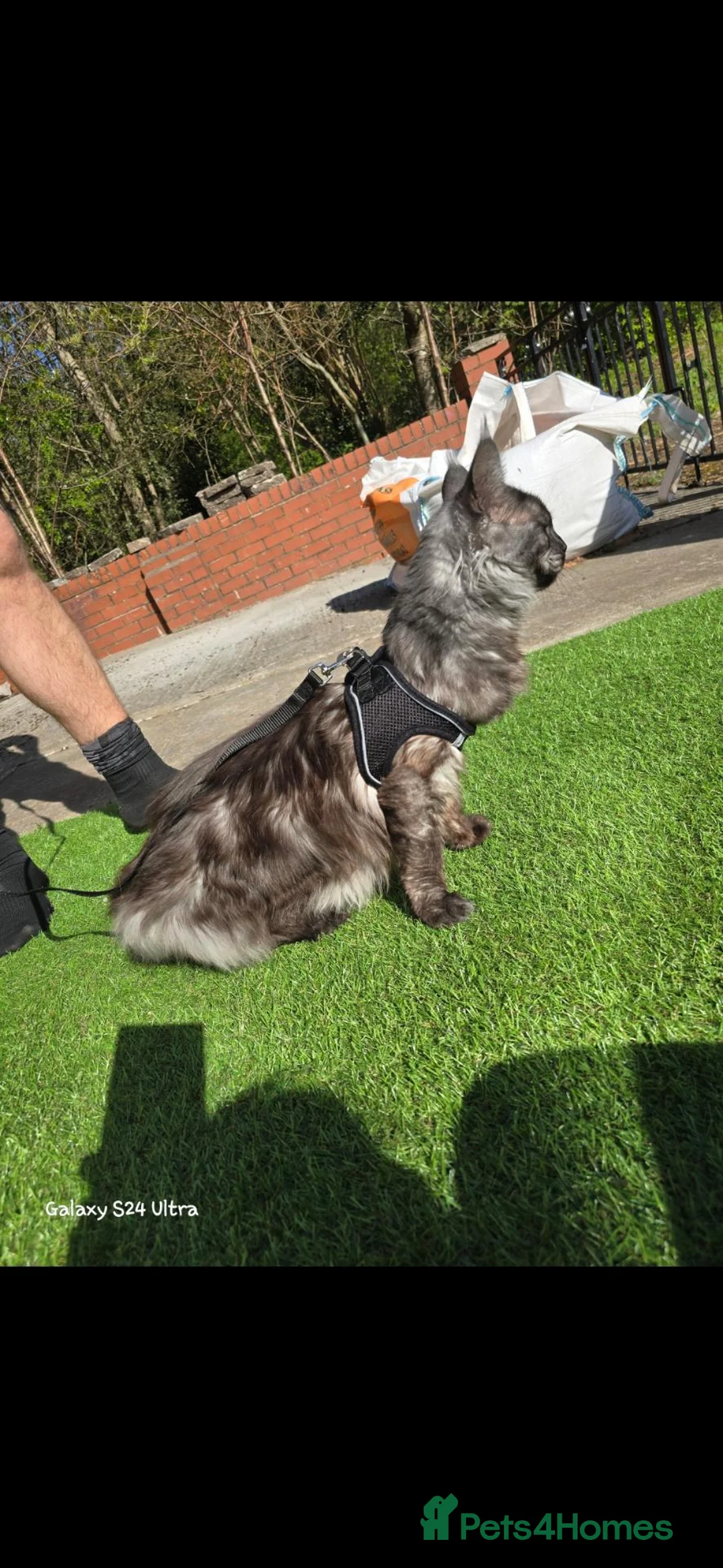 Mixed Breed cats for sale: Half ragdoll half maine coon need forever laps in Leigh - Advert 11
