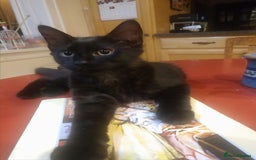 Domestic Shorthair cats for sale: Free Kittens  - Image 2