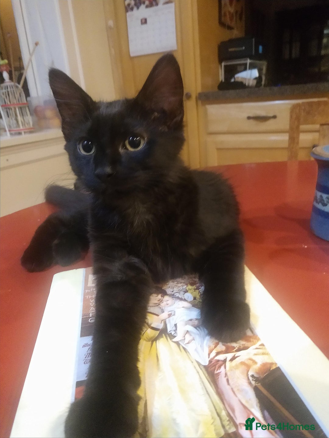 Domestic Shorthair cats for sale: Free Kittens  - Image 2