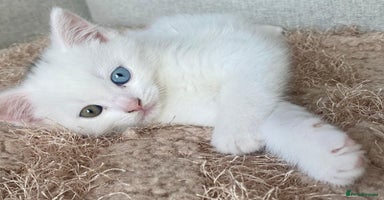 Scottish Fold cats - Advert 11