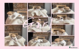 Jack Russell dogs for sale:  Jack Russell Puppies – Ready for 5⭐ Homes! 🐾 - Image 5