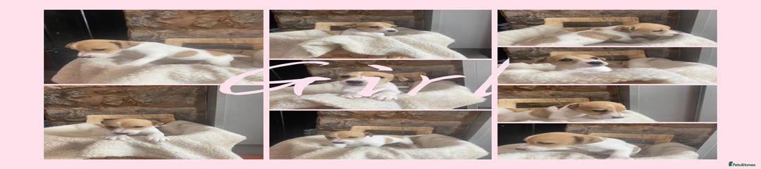 Jack Russell Puppy 3
