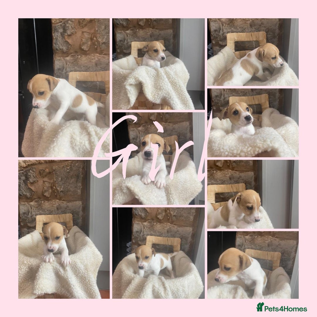 Jack Russell dogs for sale:  Jack Russell Puppies – Ready for 5⭐ Homes! 🐾 - Image 5