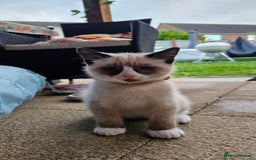 Mixed Breed cats for sale: Mostly white boy cat  - Image 4