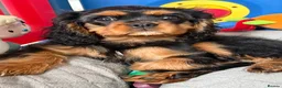 Cavalier King Charles Spaniel dogs for sale: Fully vaccinated KC Reg Black & Tan Girl  - Advert 13