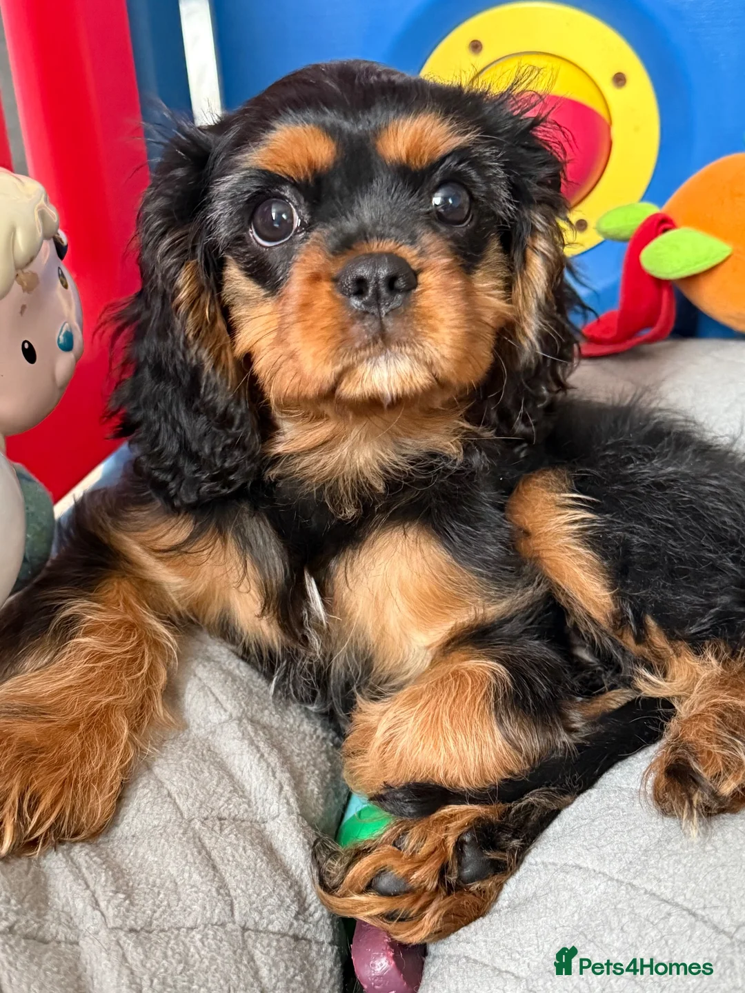 Cavalier King Charles Spaniel dogs for sale: Fully vaccinated KC Reg Black & Tan Girl  - Advert 13
